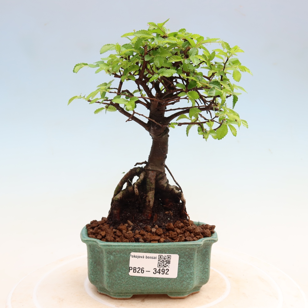 Room bonsai - Ulmus parvifolia - Small-leaved elm