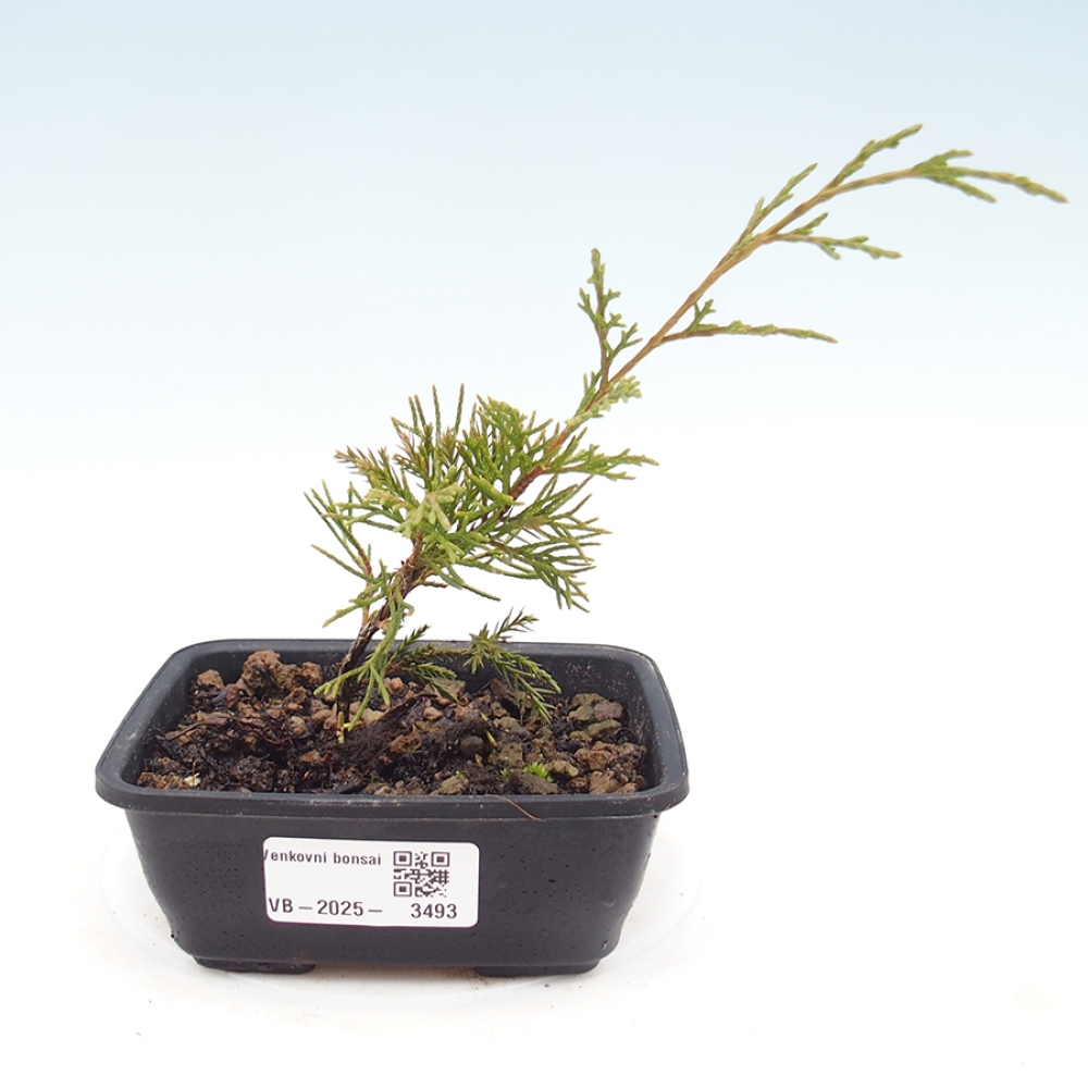 Outdoor bonsai - Juniperus chinensis Itoigawa