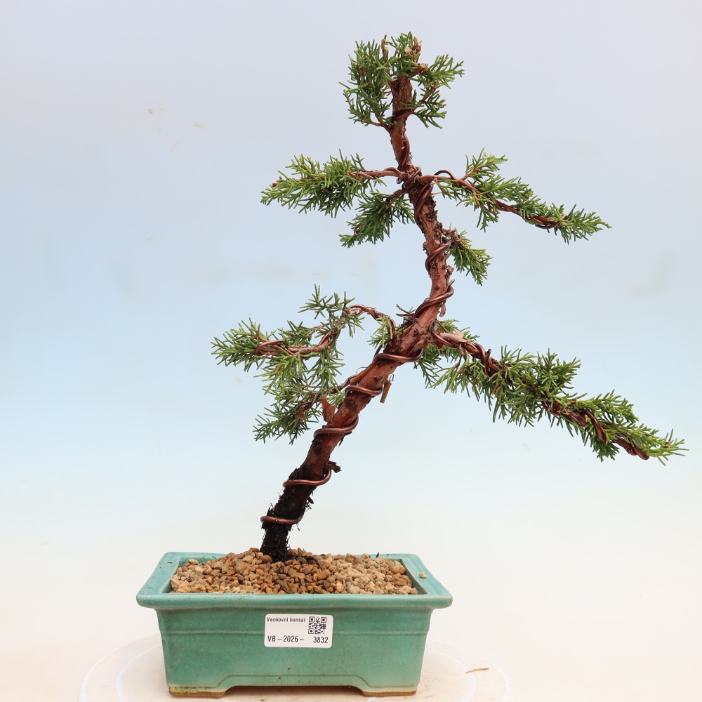 Outdoor bonsai - Juniperus chinensis Kishu