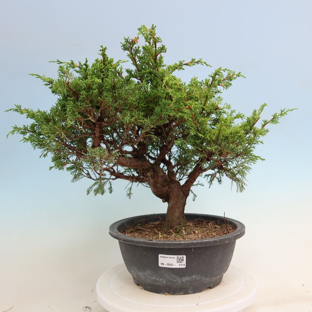 Outdoor Bonsai - Juniperus chinensis Itoigawa - Chinese Juniper