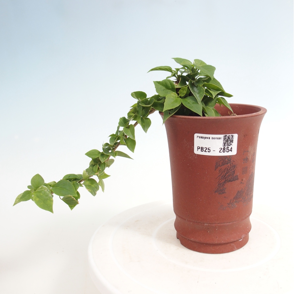 Indoor bonsai - Bouganwilea