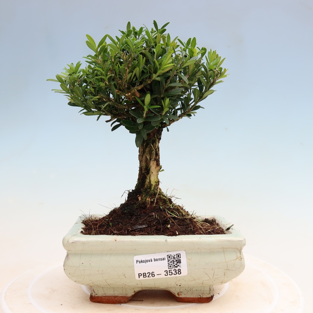 Room bonsai - Buxus harlandii - cork buxus