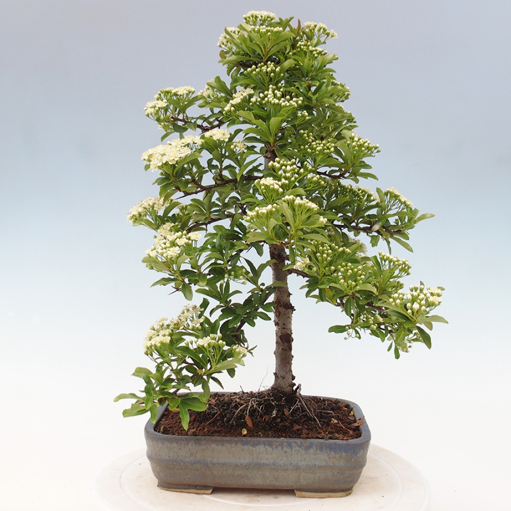 Outdoor Bonsai-Pyracanta Teton -Bakery
