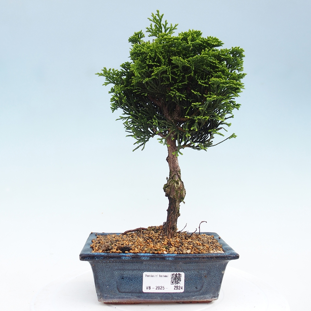 Outdoor bonsai - Cham.pis obtusa Nana Gracilis - Cypress