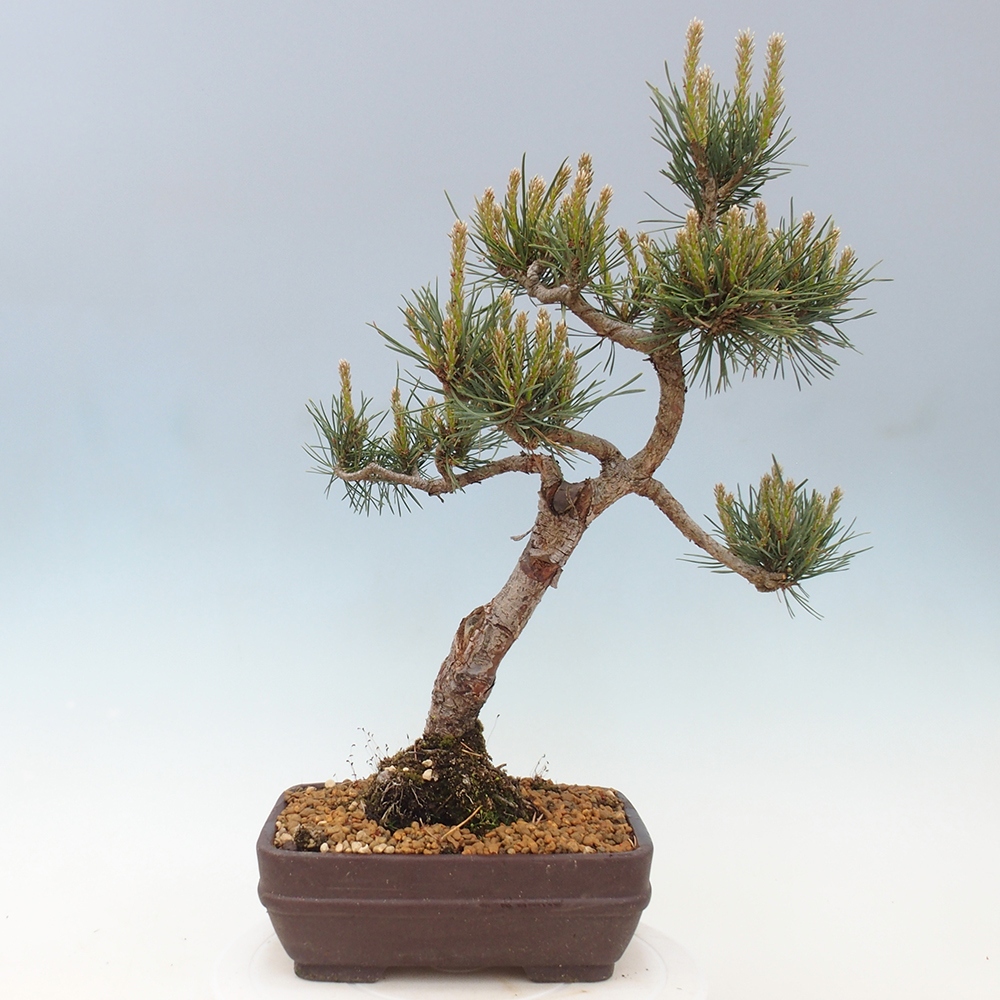 Outdoor bonsai - Pinus Sylvestris - Scots pine
