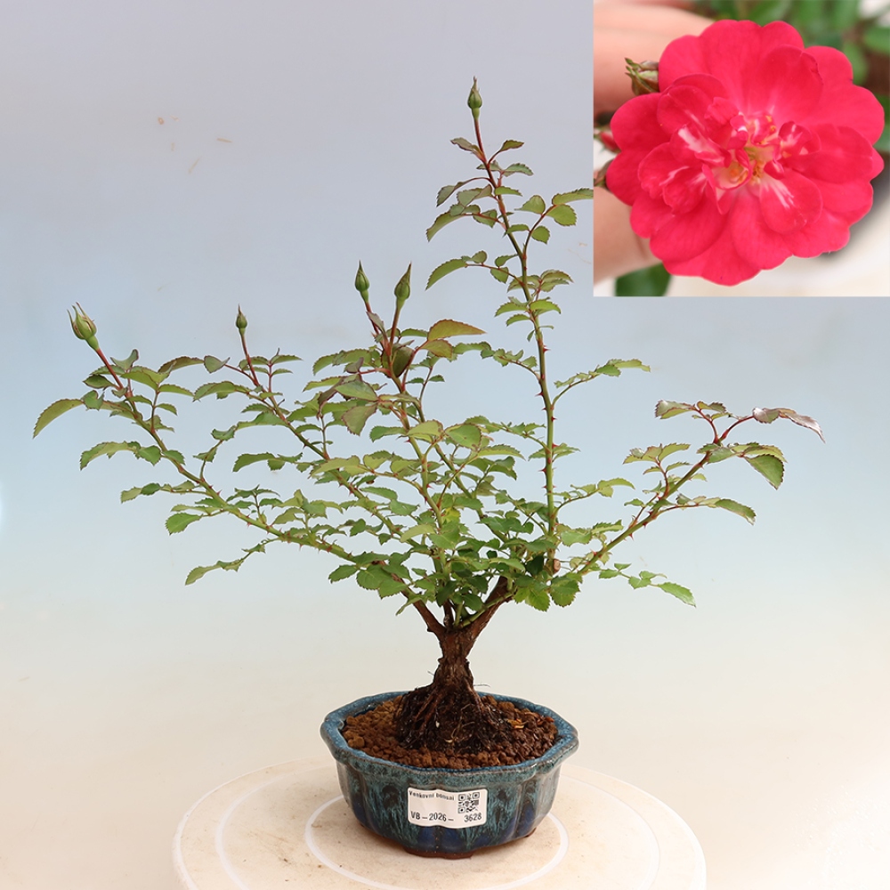 Outdoor Bonsai - Rosa Kordes - Rose