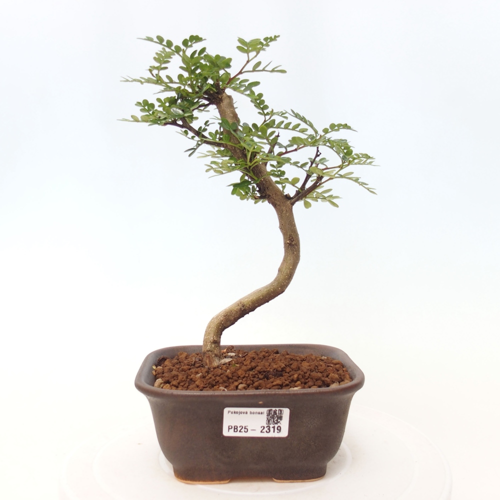 Indoor bonsai - Zantoxylum piperitum - Peppermint