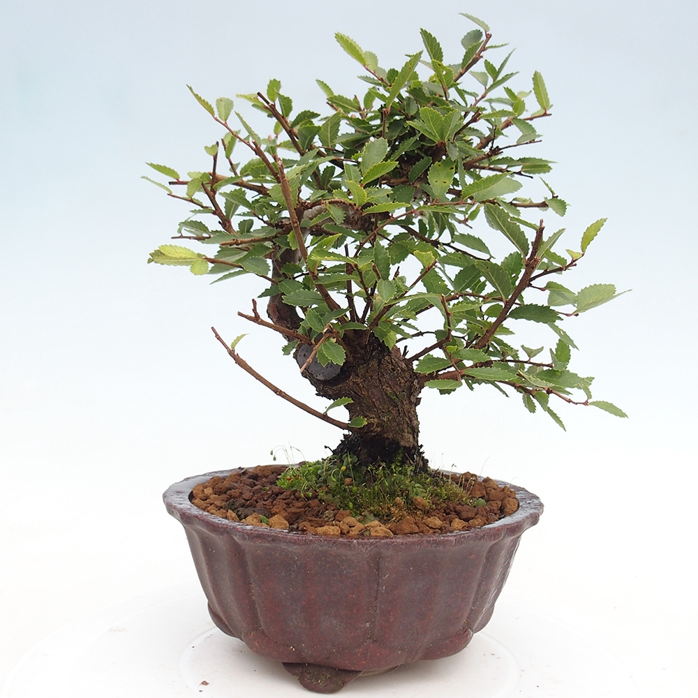 Outdoor bonsai - Zelkova - Zelkova NIRE