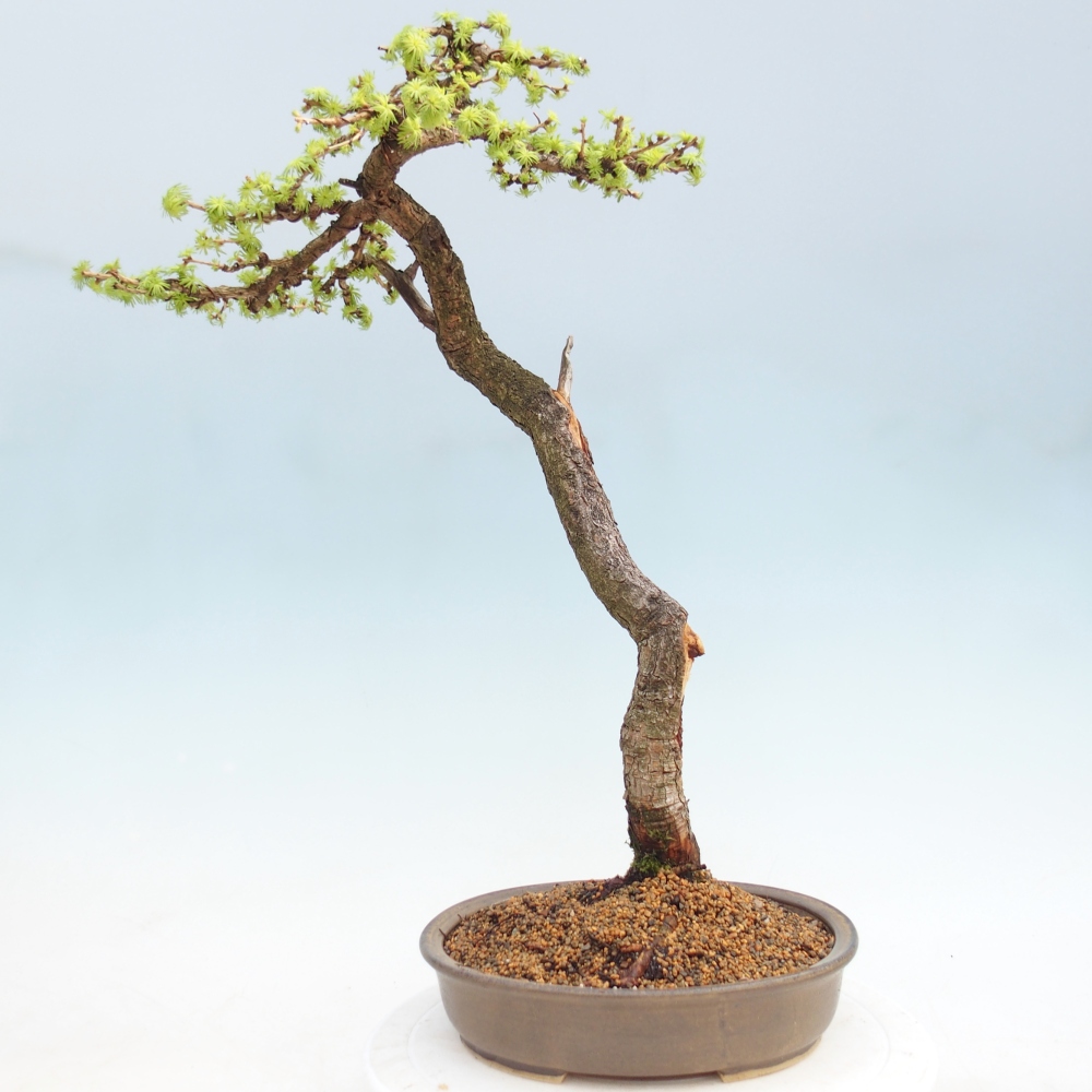 Outdoor bonsai -Larix decidua - Larch