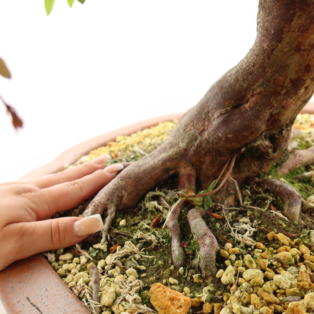 Outdoor bonsai - Japanese Azalea - Azalea Shunen