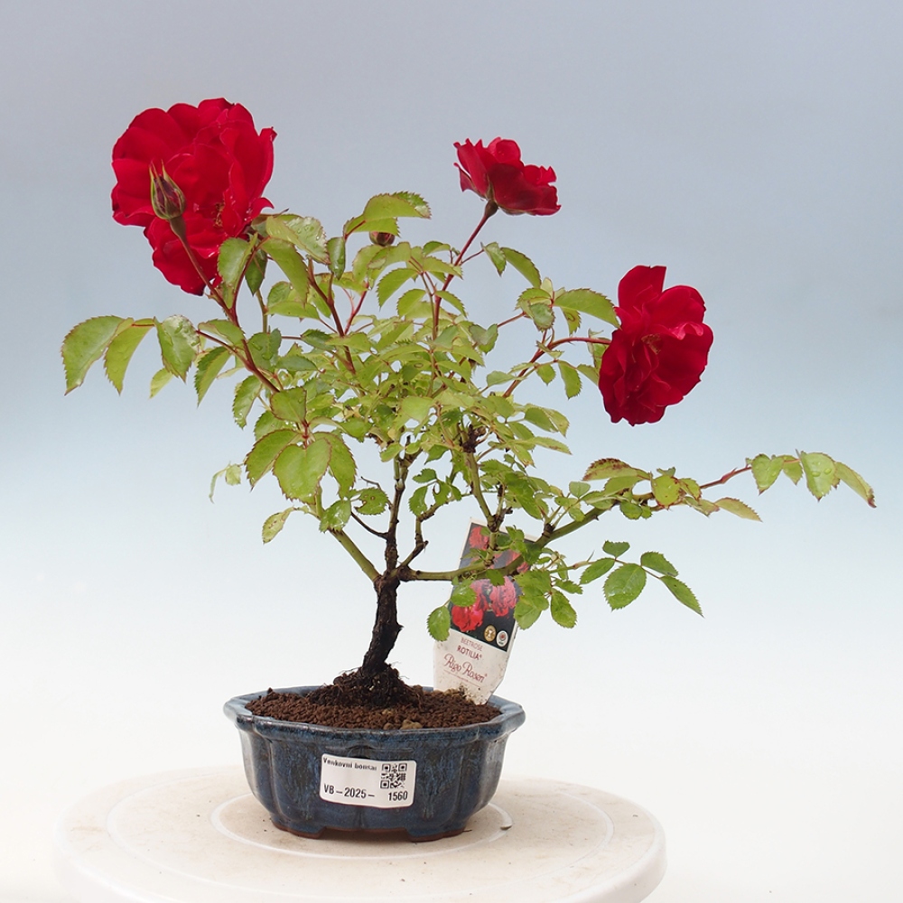 Outdoor bonsai - Rosa Kordes -  rose