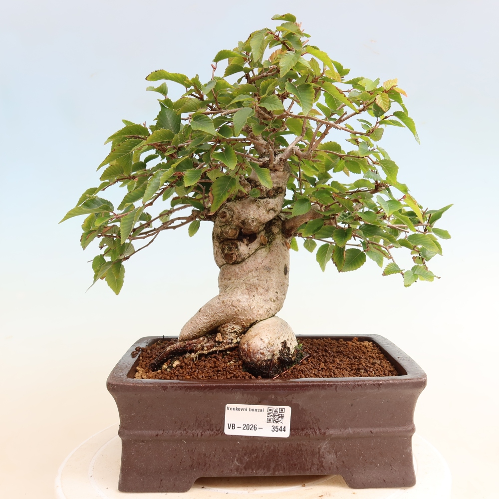 Outdoor bonsai -Carpinus CARPINOIDES - Korean Hornbeam