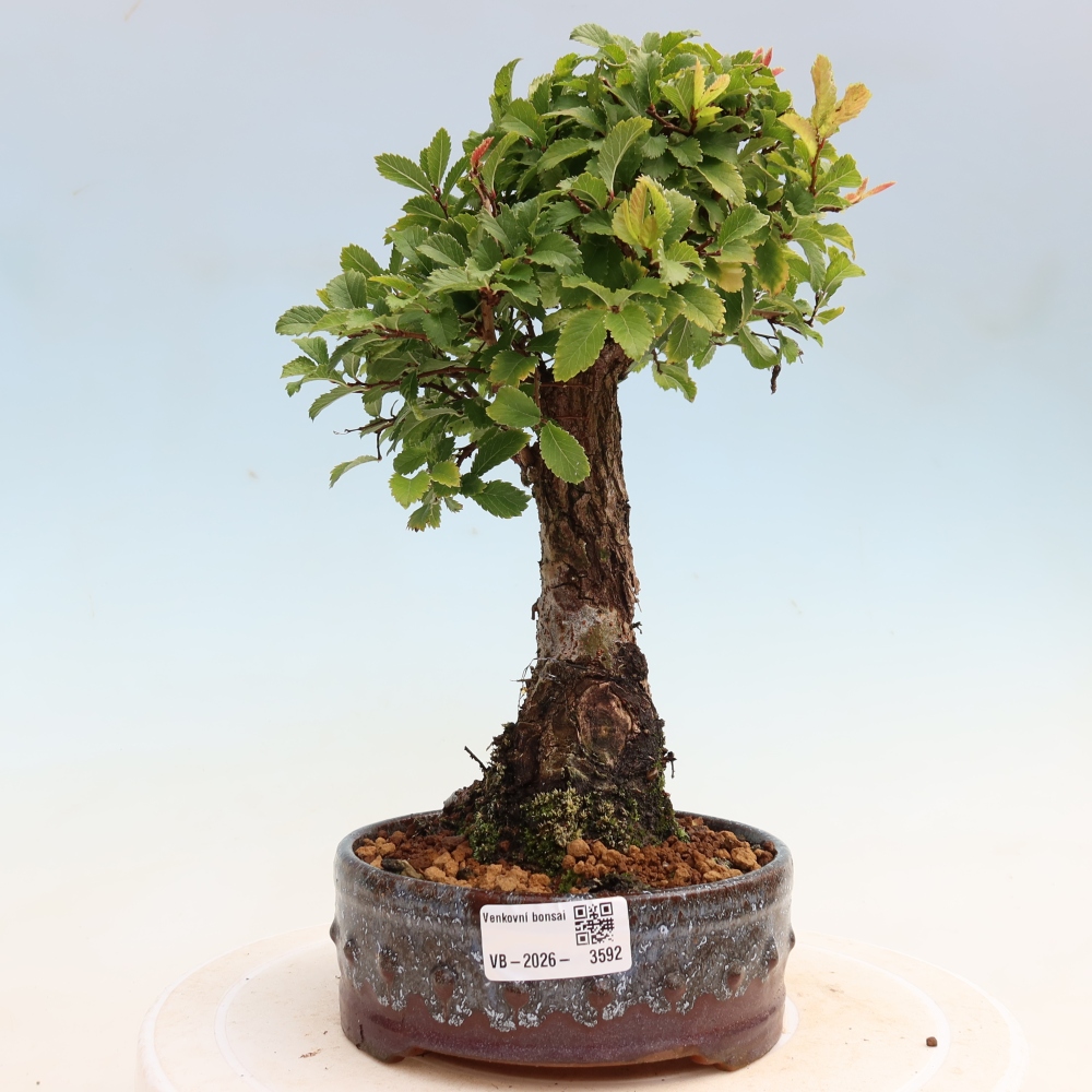 Outdoor bonsai - Zelkova - Zelkova NIRE