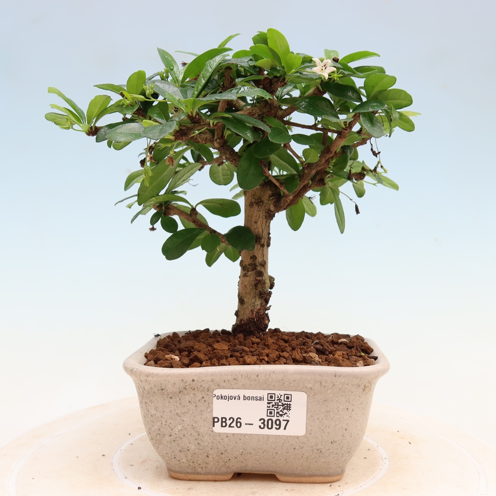 Room bonsai - Carmona macrophylla - Tea fuki