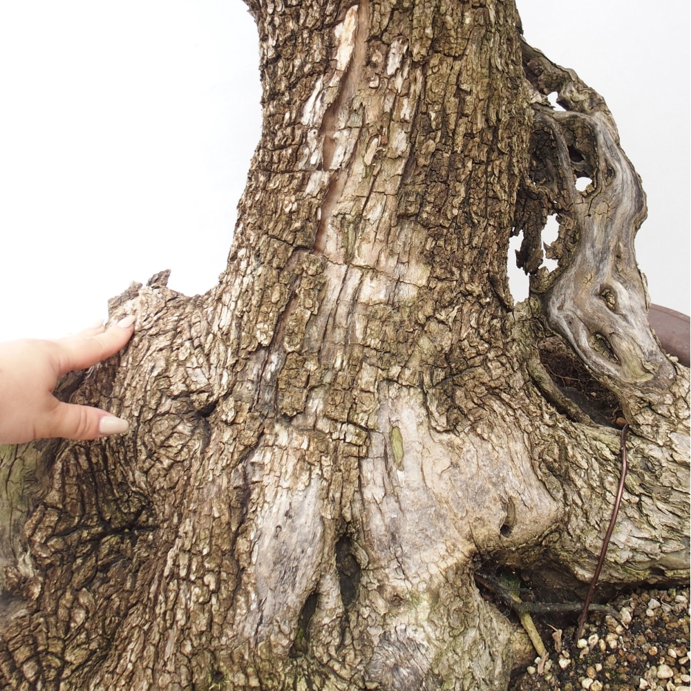 Indoor bonsai - Olea europaea sylvestris - European small-leaved olive oil