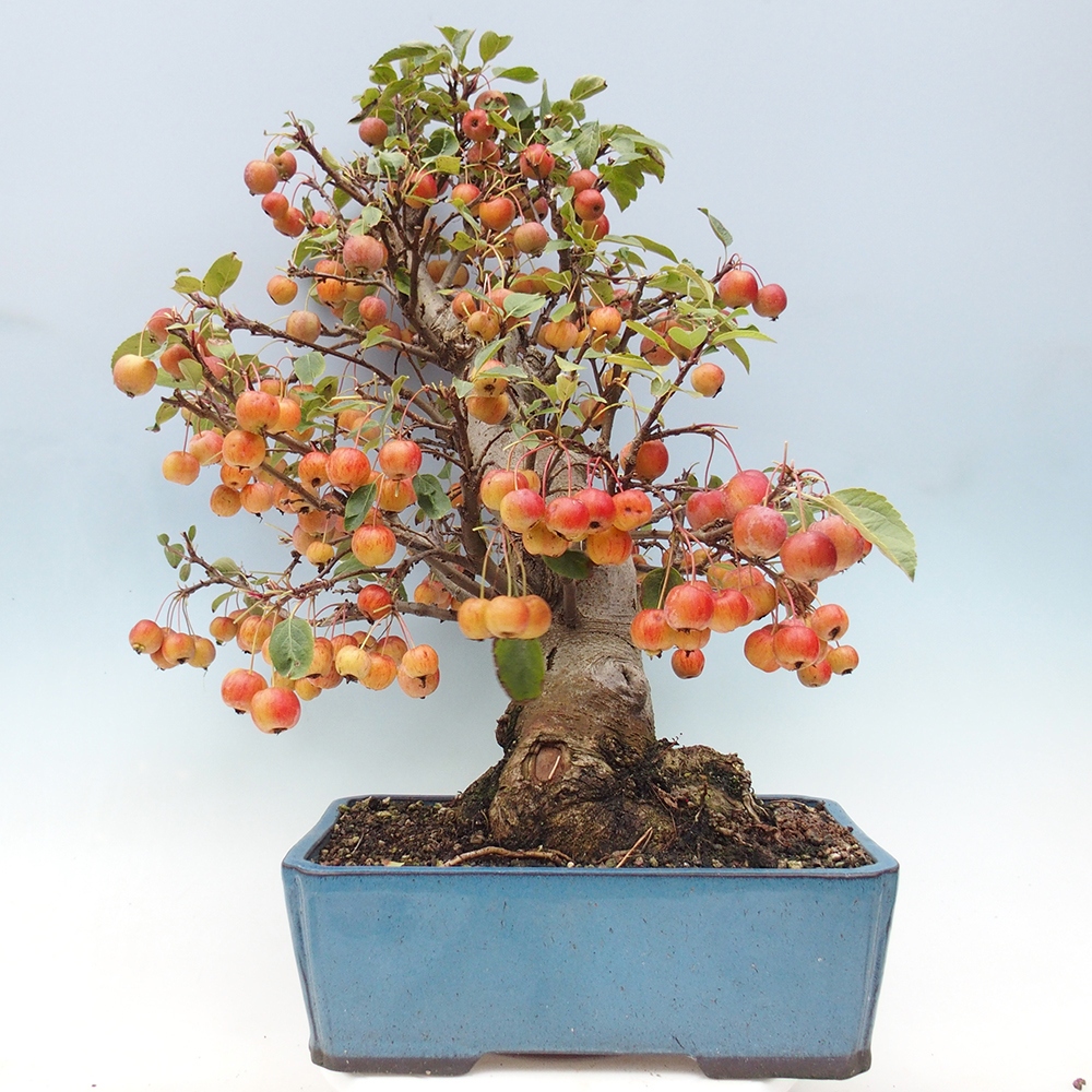 Outdoor bonsai - Malus halliana - Small-fruited apple tree