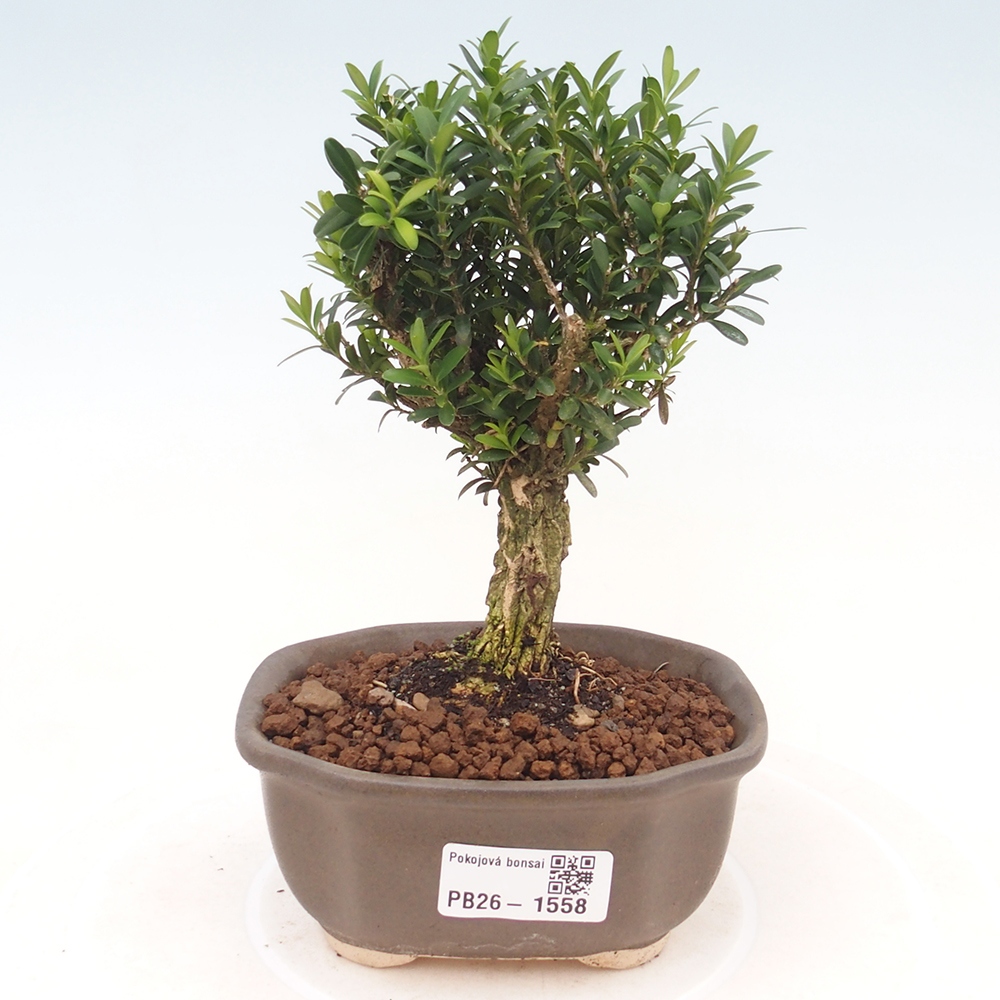 Room bonsai - Buxus harlandii - cork buxus