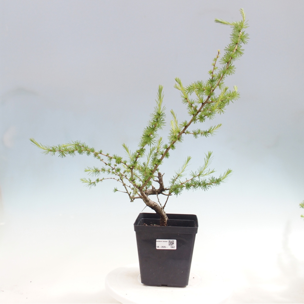 Outdoor bonsai -Larix decidua - Larch