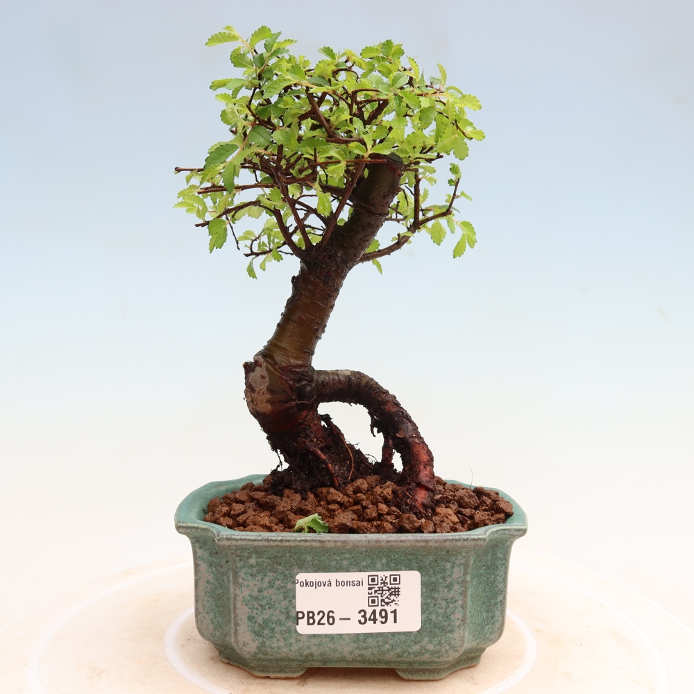 Room bonsai - Ulmus parvifolia - Small-leaved elm