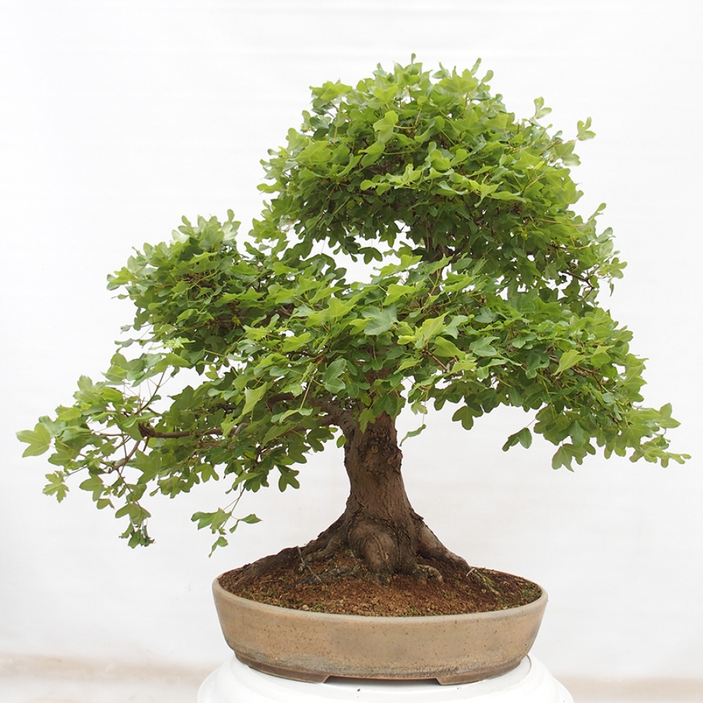 Outdoor bonsai - French Maple - Acer Nonspessulanum
