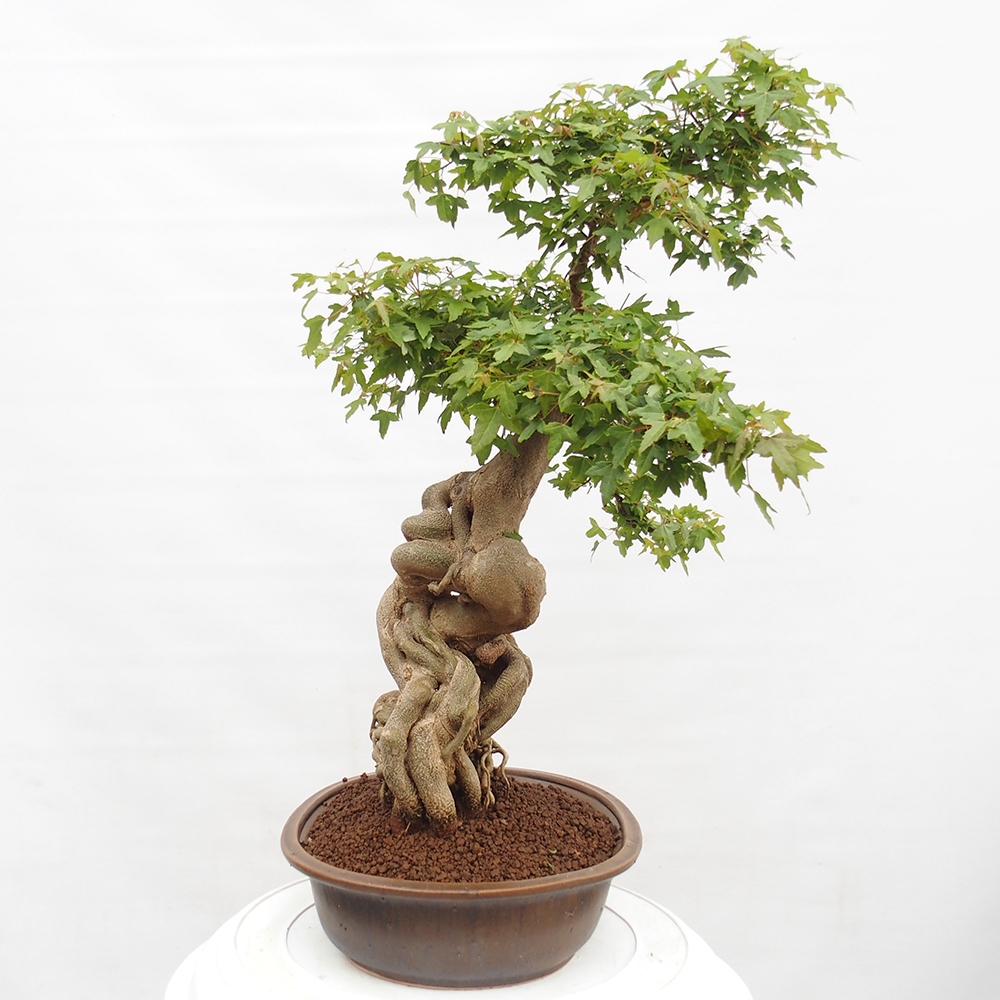 Outdoor bonsai - Maple Buergerianum - Burger Maple