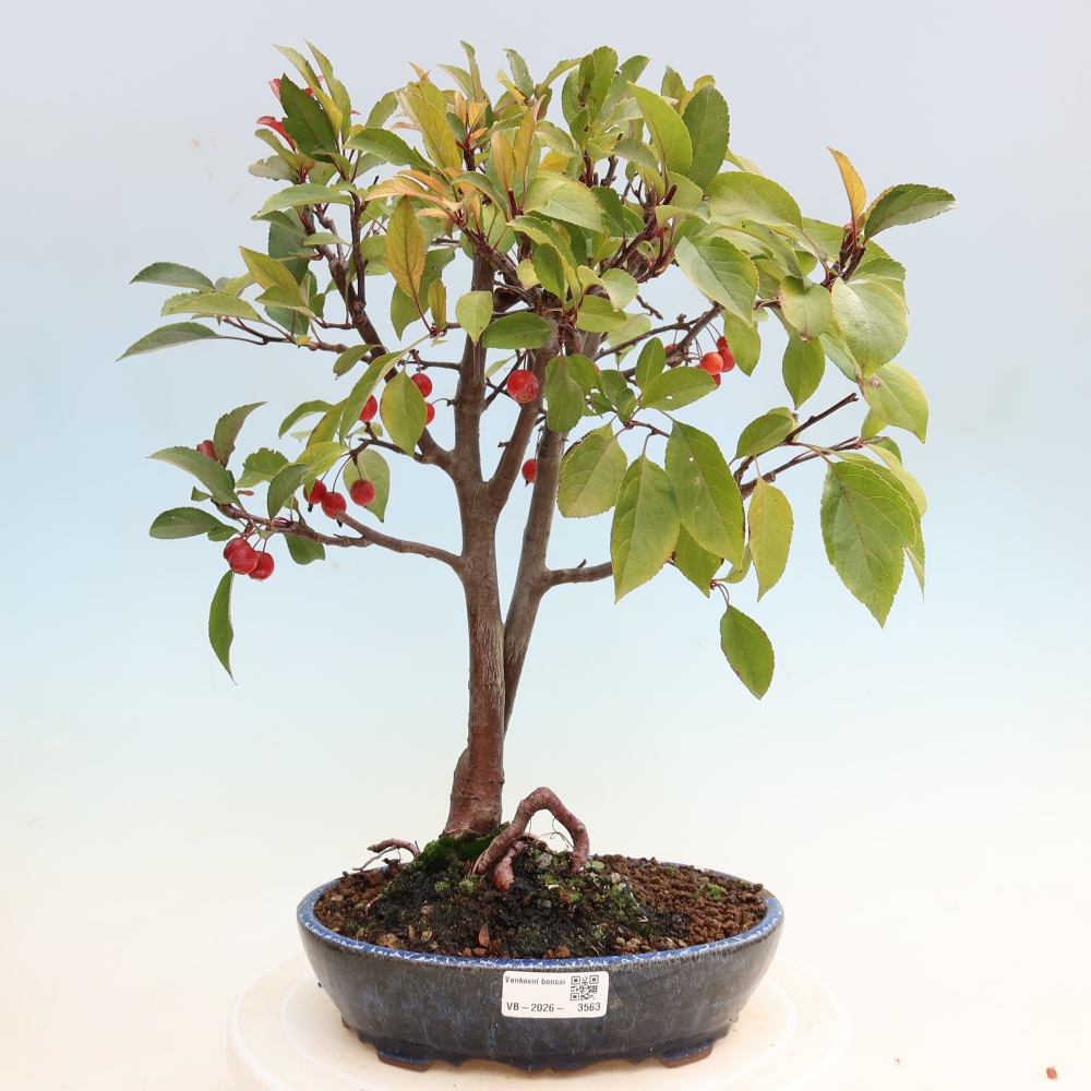 Outdoor bonsai -Malus domestica - Small-fruited red-leaved apple tree