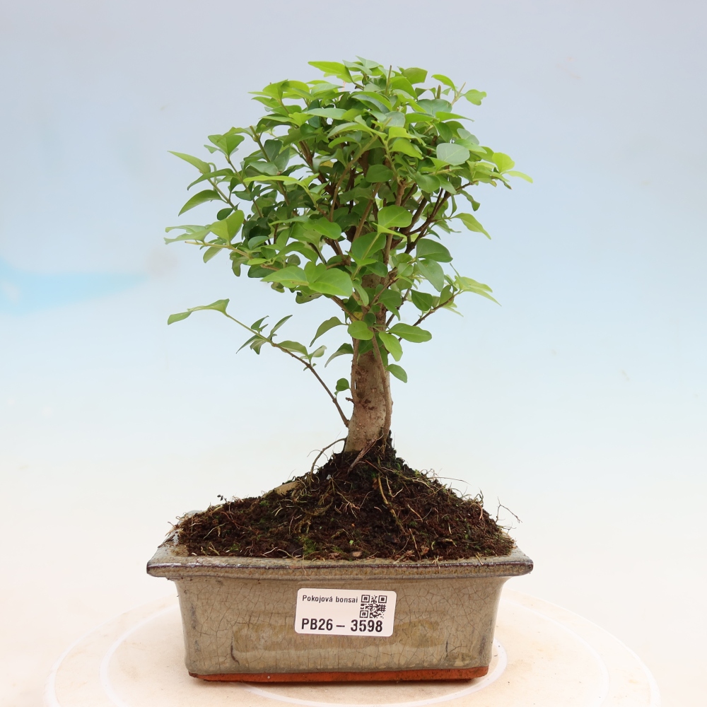 Room bonsai -Ligustrum chinensis - Birds Beak