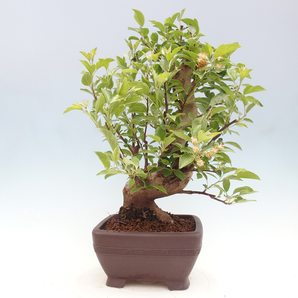 Outdoor bonsai - Malus halliana - Small-fruited apple tree