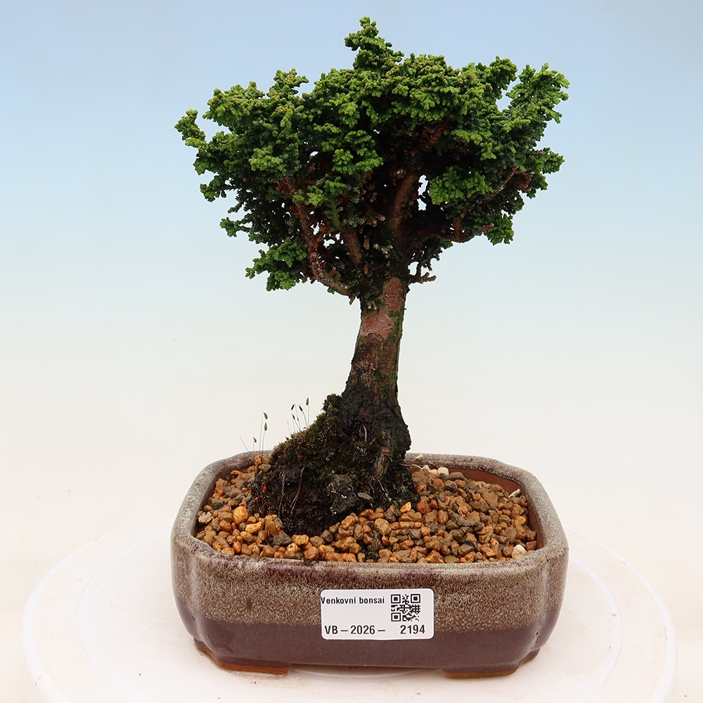 Outdoor bonsai - Cham. obtusa SEKKA HINOKI - Cypress