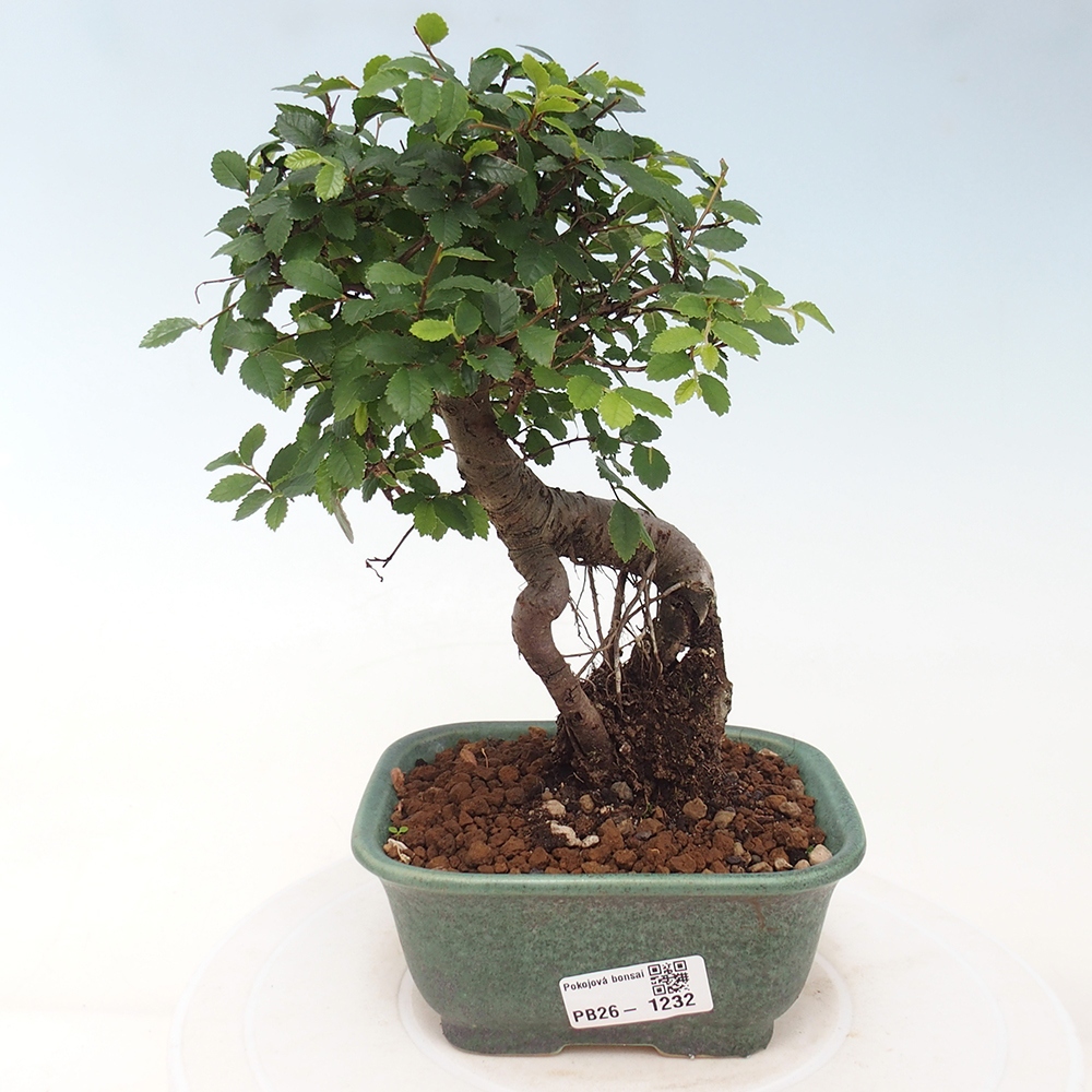 Room bonsai - Ulmus parvifolia - Small-leaved elm