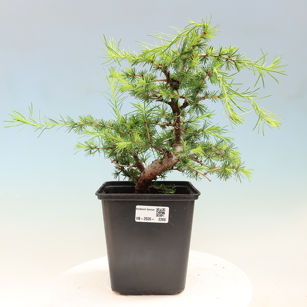 Outdoor bonsai -Larix decidua - Larch