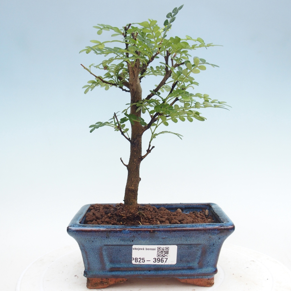 Room bonsai - Zantoxylum piperitum - pepper tree
