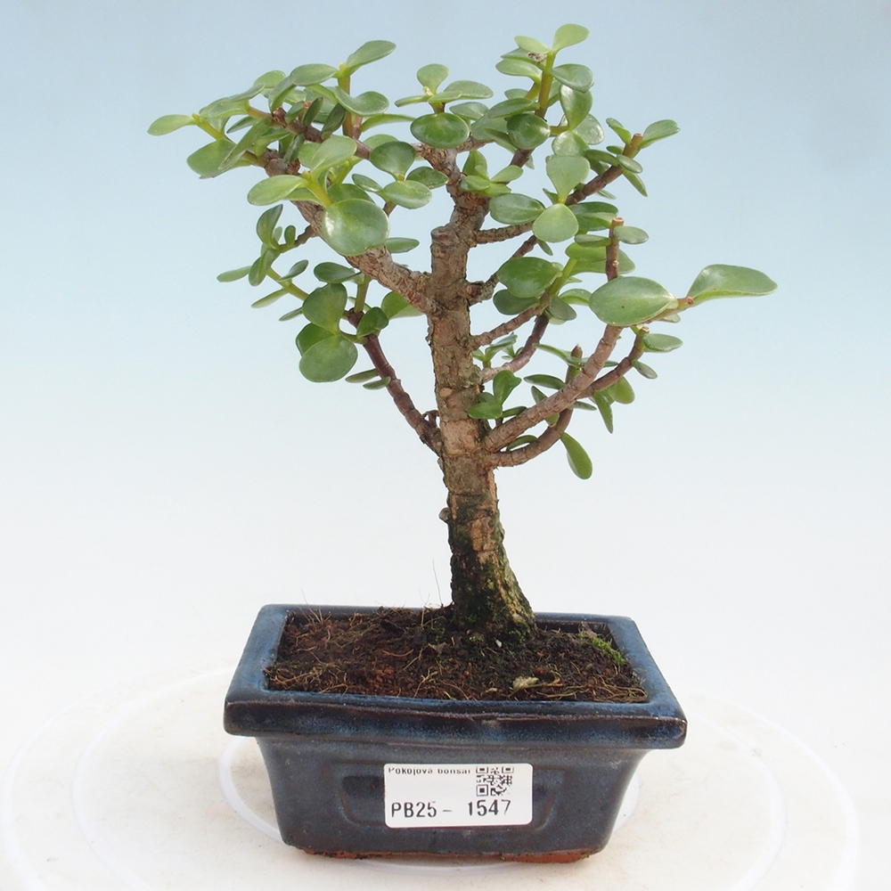 Indoor bonsai - Portulakaria Afra - Tlustice