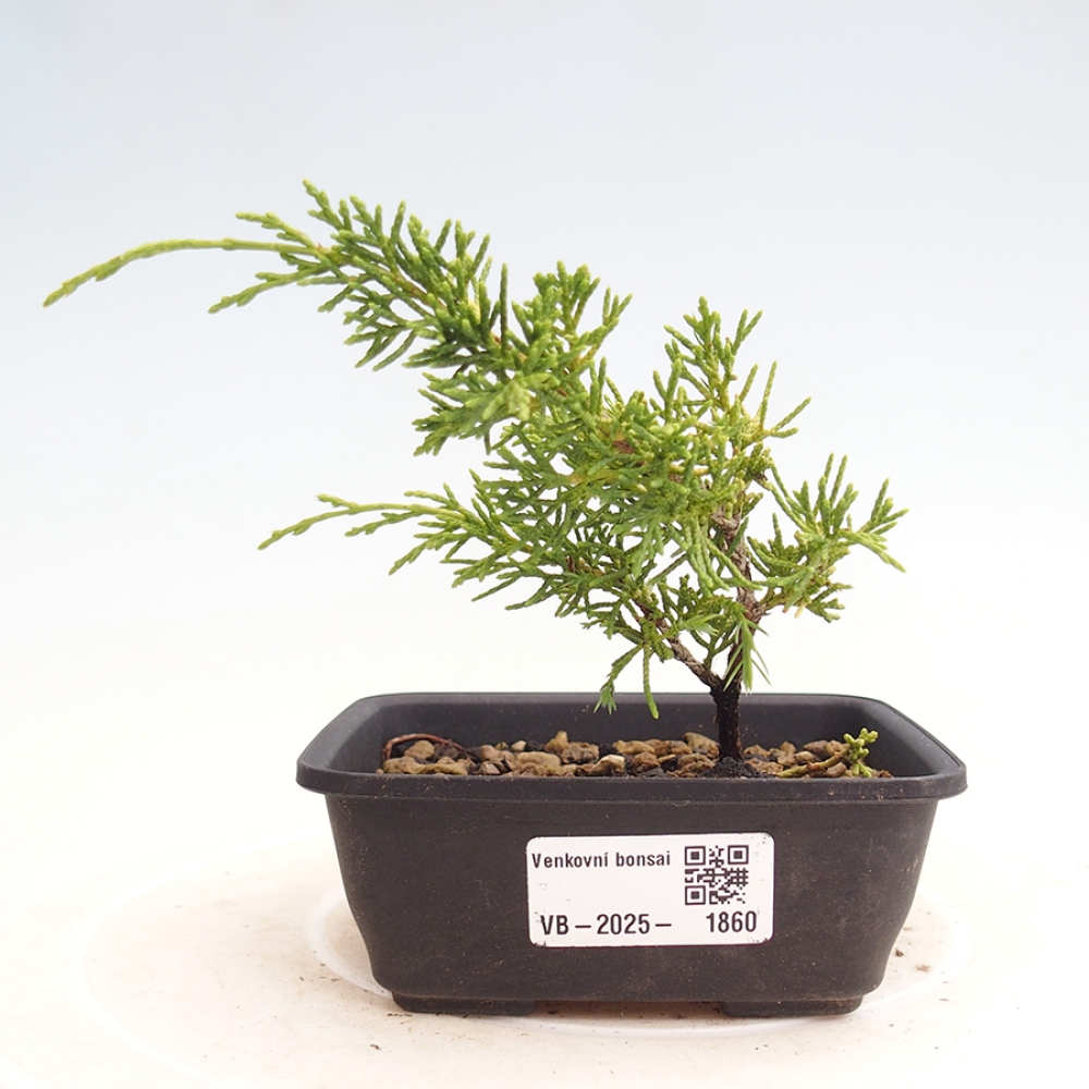 Outdoor bonsai - Juniperus chinensis Itoigawa - Chinese juniper