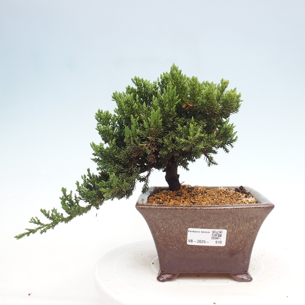 Outdoor bonsai - Juniperus procumbens - Prostrate Juniper