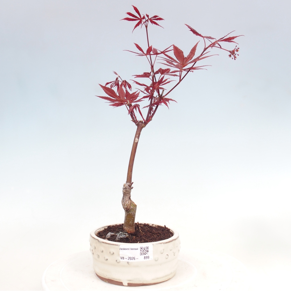 Outdoor bonsai - Acer palm. Atropurpureum-Javor palmate