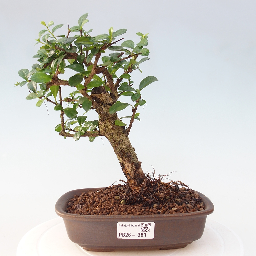 Room bonsai - Carmona macrophylla - Tea fuki