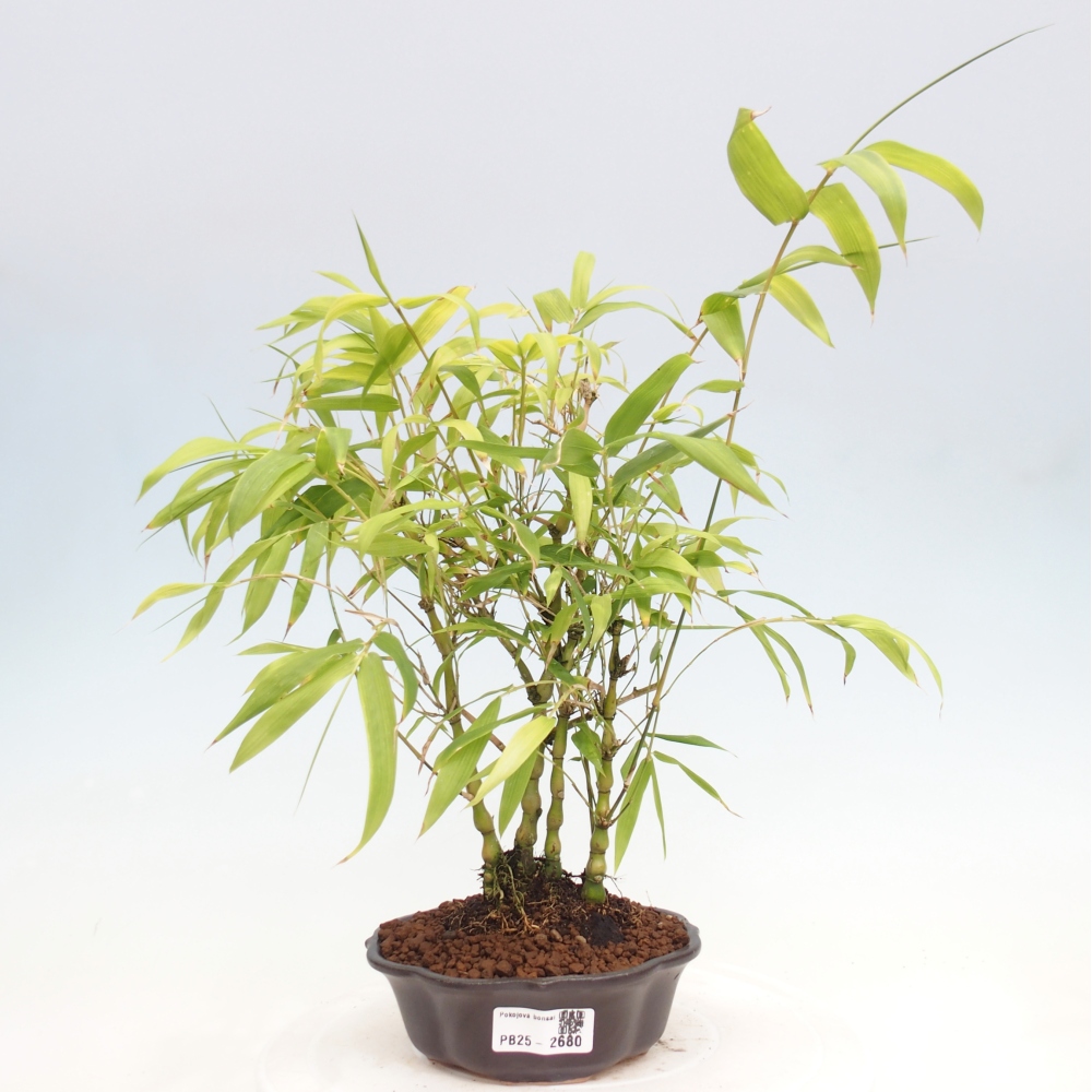 Indoor bonsai - Bamboo Buddha-Bamboo Buddha's belly