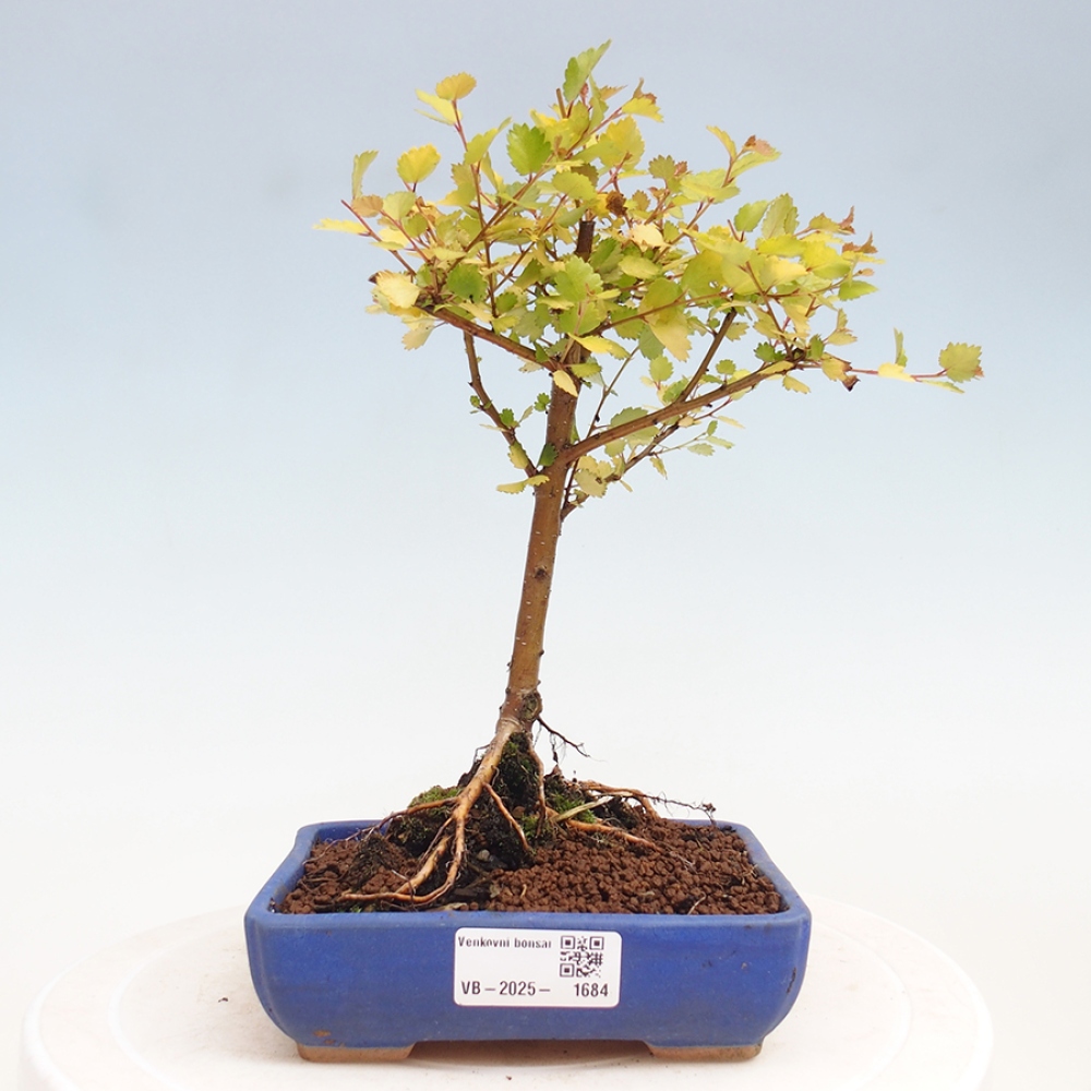 Outdoor bonsai - dwarf birch - Betula NANA Treasure
