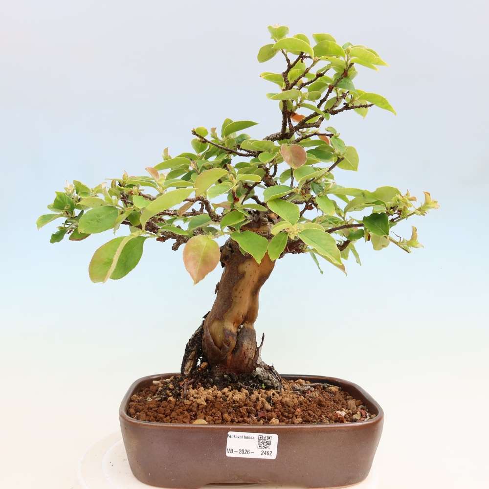 Outdoor bonsai - Pseudocydonia sinensis - Chinese quince