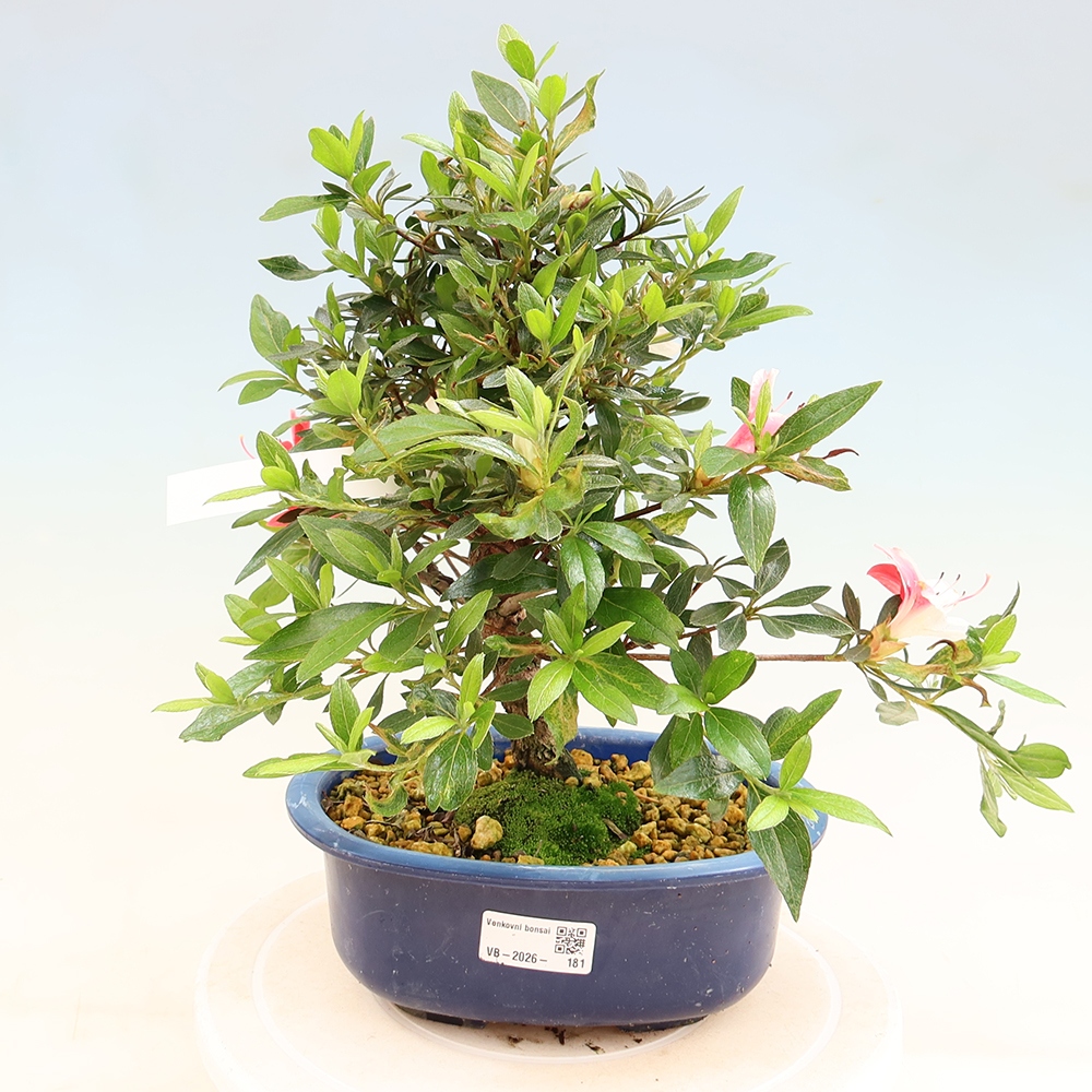 Outdoor bonsai - Japanese Azalea - Azalea Senhime