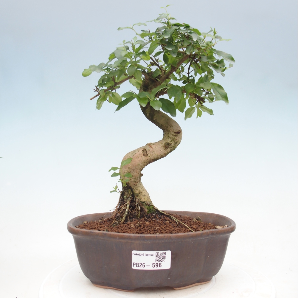 Room bonsai -Ligustrum chinensis - Birds Beak