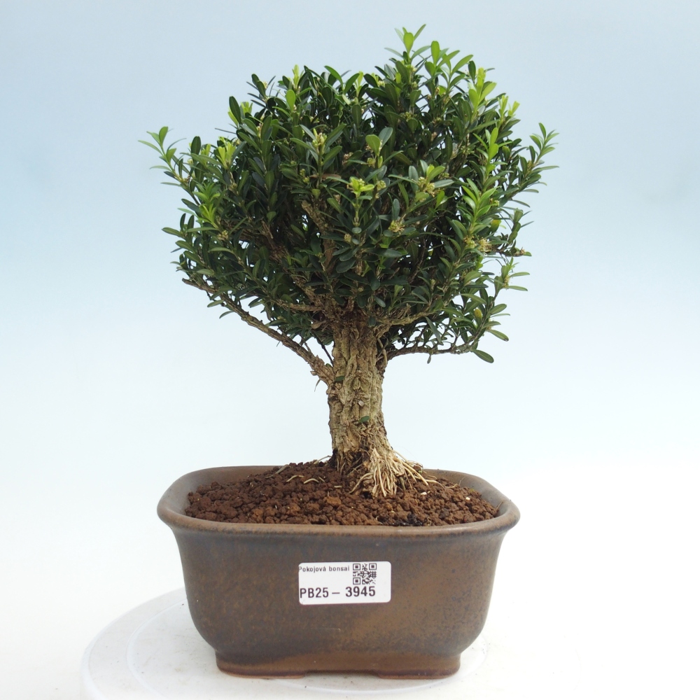 Room bonsai - Buxus harlandii - cork buxus