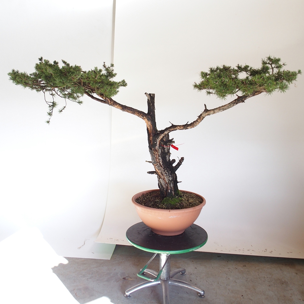Yamadori - Pinus sylvestris Spain