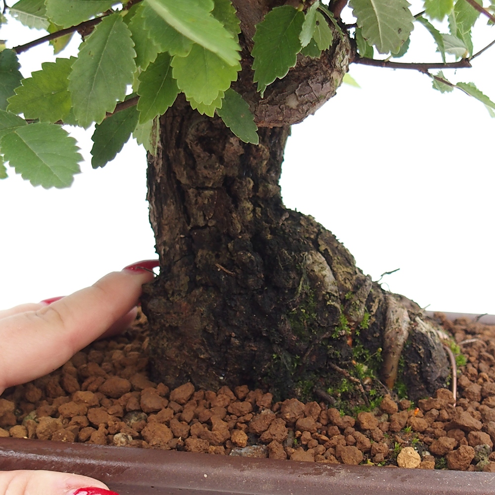 Outdoor bonsai - Zelkova - Zelkova serrata