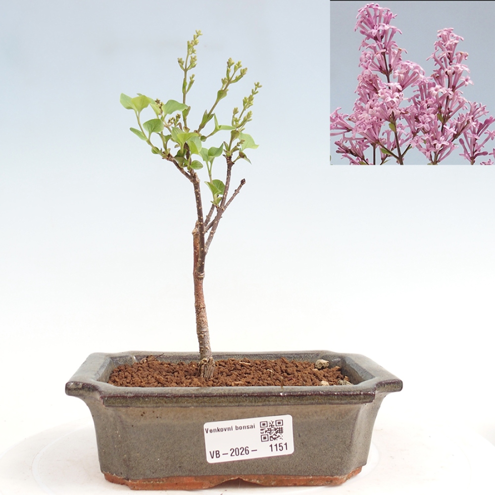 Outdoor bonsai - Syringa Meyeri Palibin - Meyer's Lilac