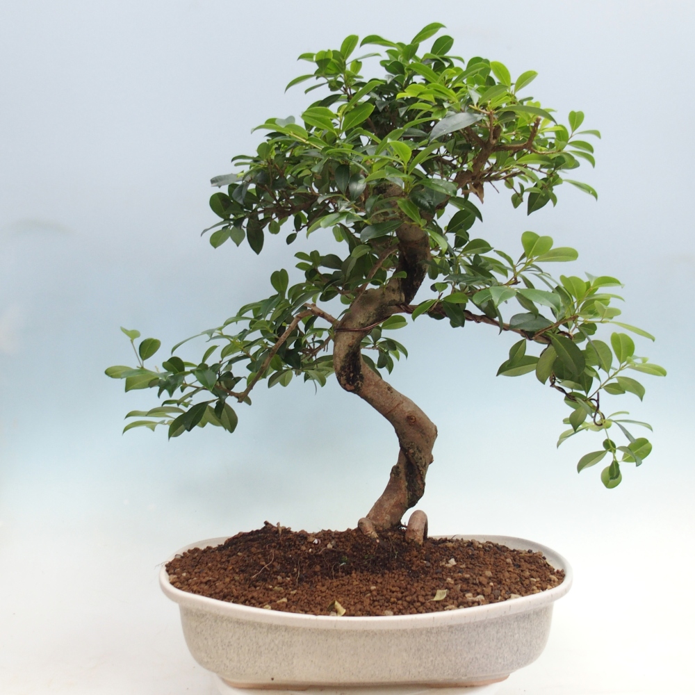 Room bonsai - Australian cherry - Eugenia uniflora - PERSONAL COLLECTION ONLY or pallet transport