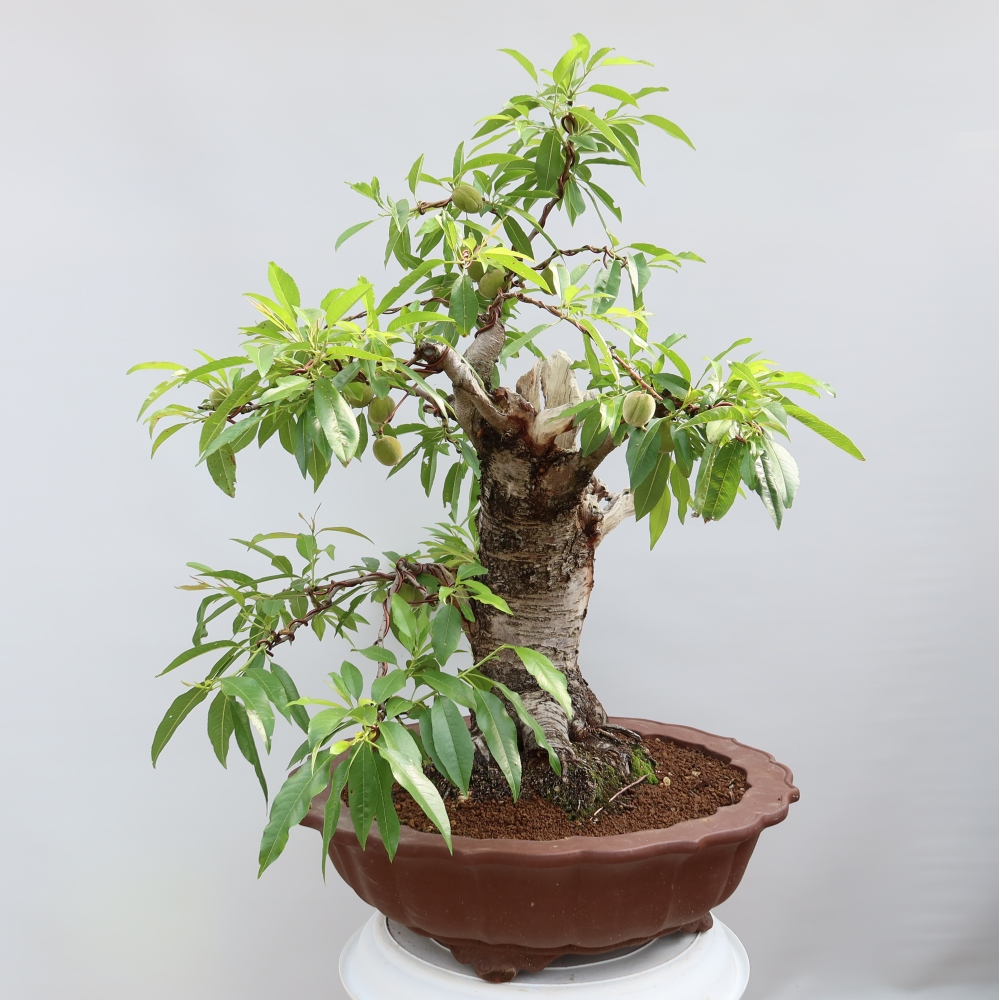 Outdoor Bonsai - Prunus dulcis – Common Almond