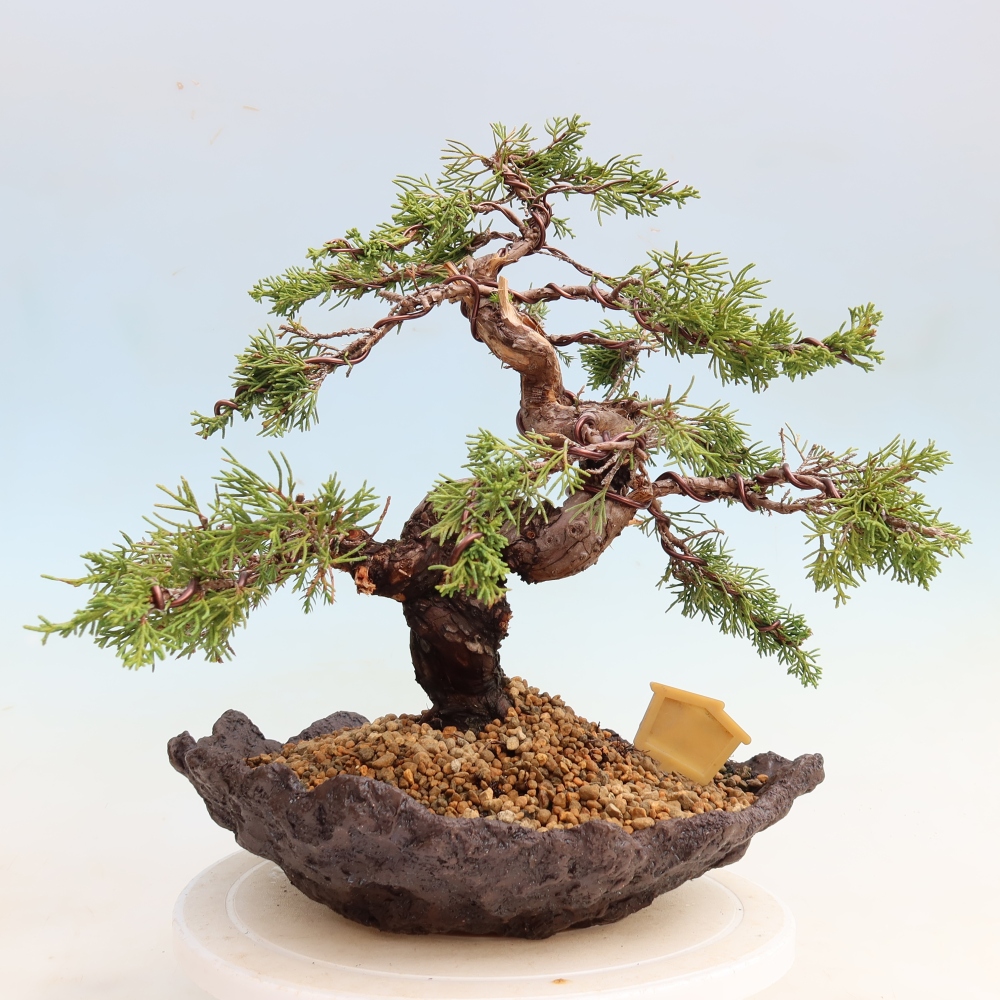 Outdoor Bonsai - Juniperus chinensis Itoigawa - Chinese Juniper