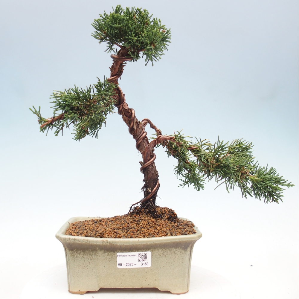 Outdoor bonsai - Juniperus chinensis Kishu - Chinese juniper
